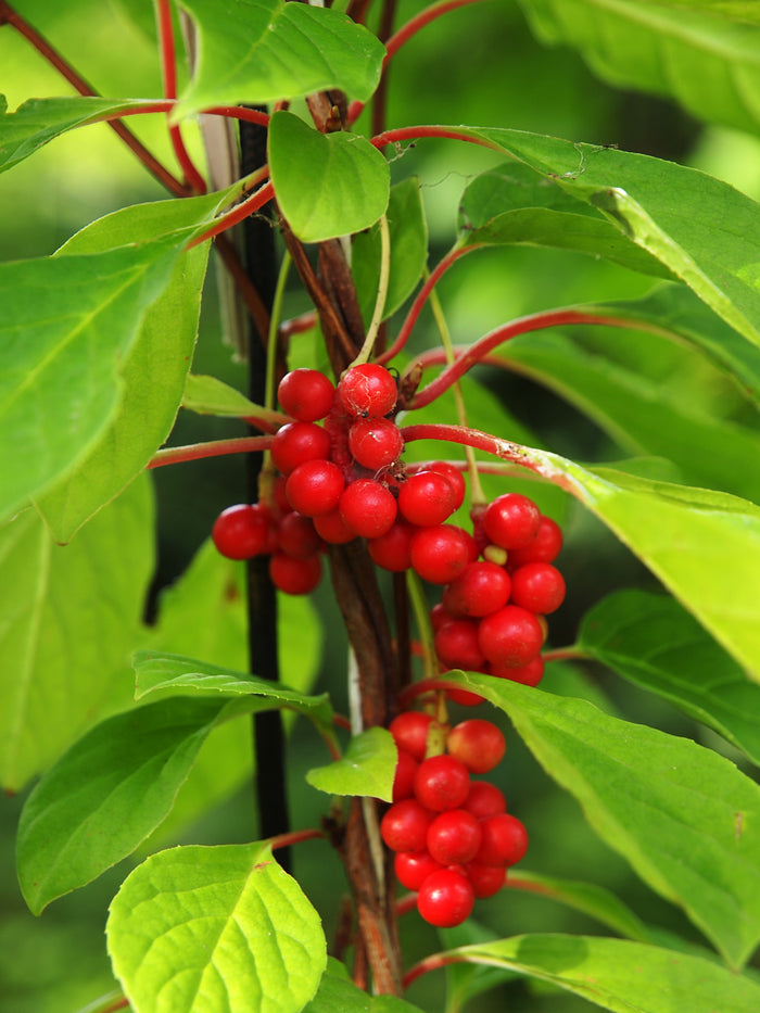 Magnolia Vine  20 Seeds  Schisandra chinensis