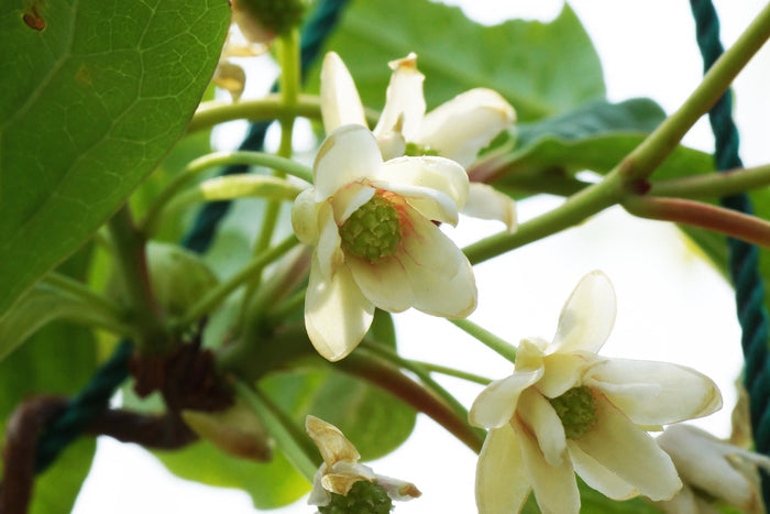 Magnolia Vine  20 Seeds  Schisandra chinensis