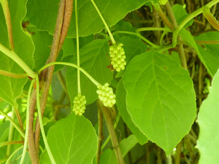 Magnolia Vine  20 Seeds  Schisandra chinensis