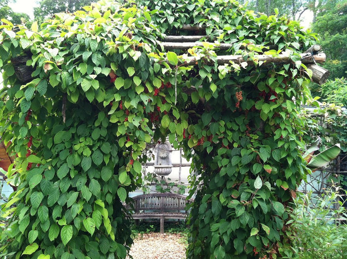 Magnolia Vine  20 Seeds  Schisandra chinensis