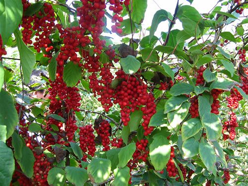 Magnolia Vine  20 Seeds  Schisandra chinensis