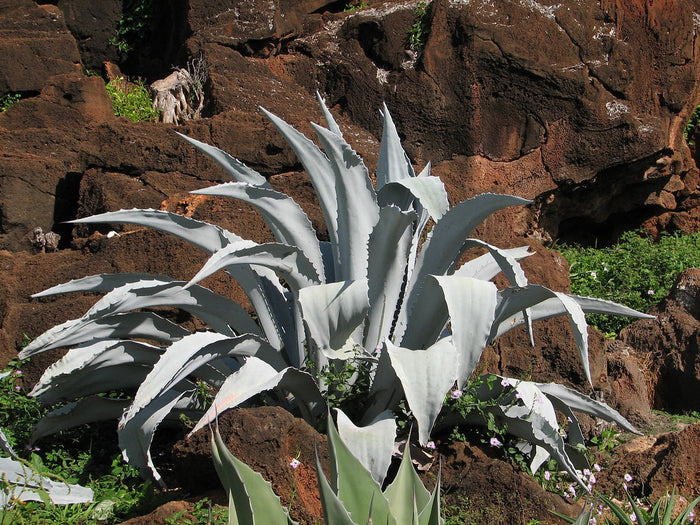 Majestic Agave  25 Seeds  Agave franzosinii