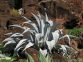 Majestic Agave  25 Seeds  Agave franzosinii