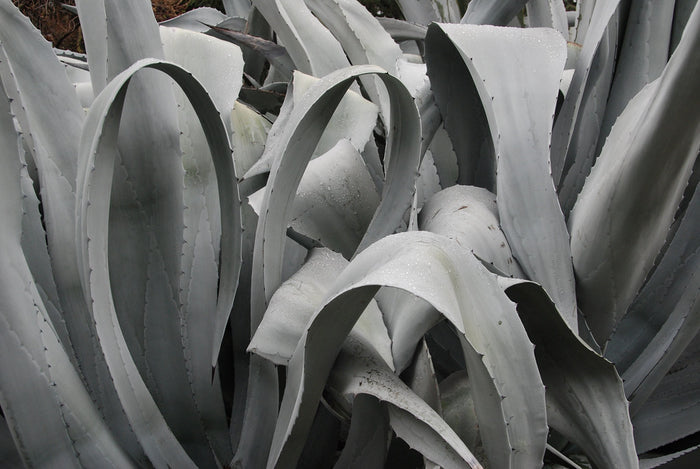 Majestic Agave  25 Seeds  Agave franzosinii