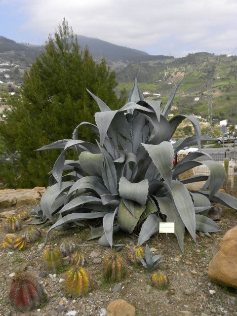 Majestic Agave  25 Seeds  Agave franzosinii