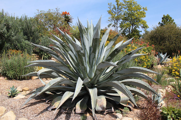 Majestic Agave  25 Seeds  Agave franzosinii