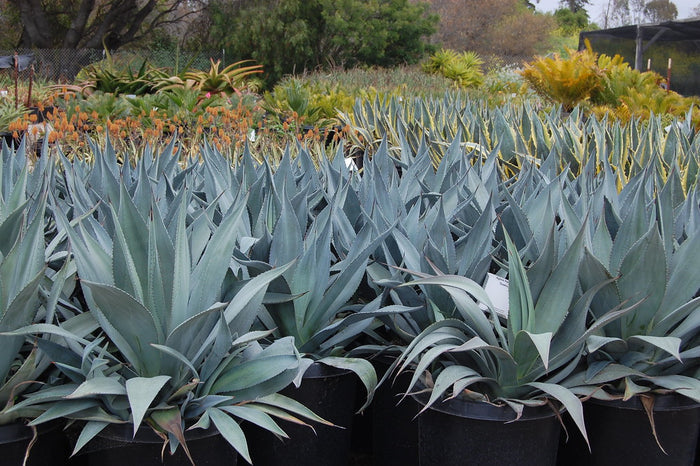 Majestic Agave  25 Seeds  Agave franzosinii