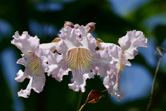 Manchurian Catalpa Catalpa bungei 100 Seeds