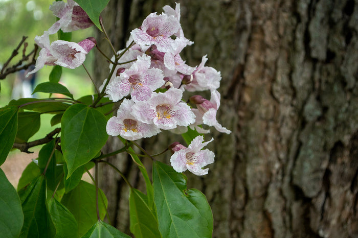Manchurian Catalpa Catalpa bungei 100 Seeds