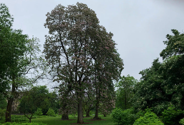 Manchurian Catalpa Catalpa bungei 100 Seeds