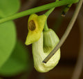 Manchurian Dutchman's Pipe  10 Seeds  Aristolochia Manchuriensis