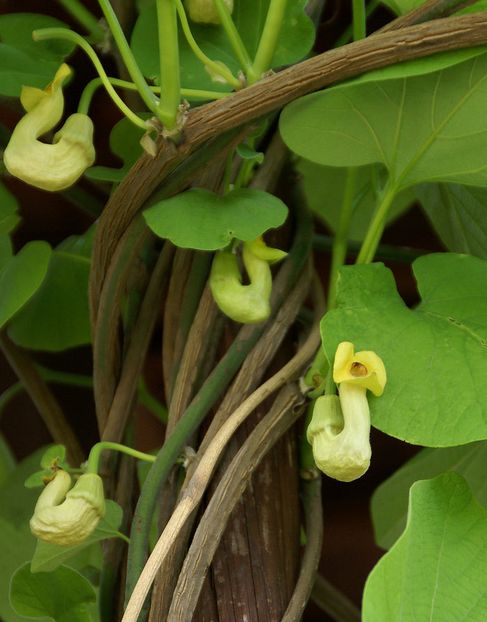 Manchurian Dutchman's Pipe  10 Seeds  Aristolochia Manchuriensis