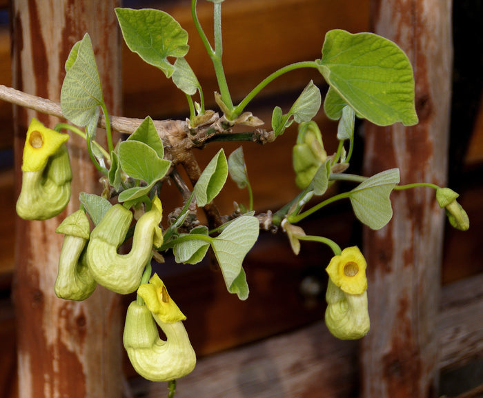 Manchurian Dutchman's Pipe  10 Seeds  Aristolochia Manchuriensis