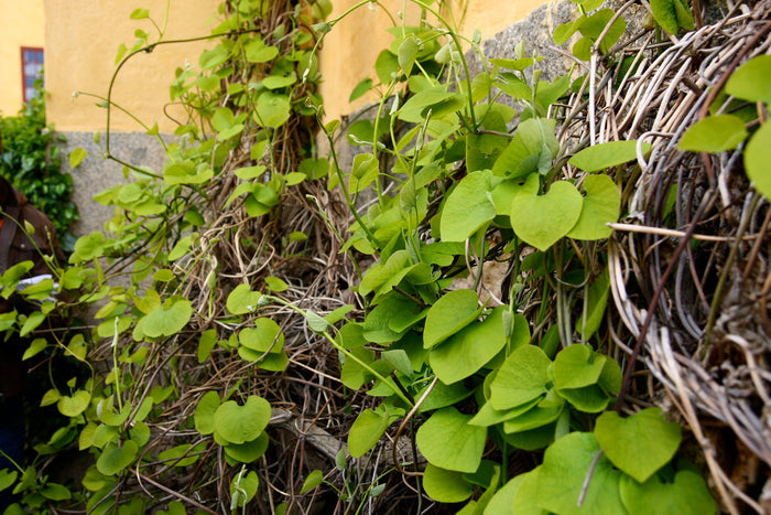 Manchurian Dutchman's Pipe  10 Seeds  Aristolochia Manchuriensis