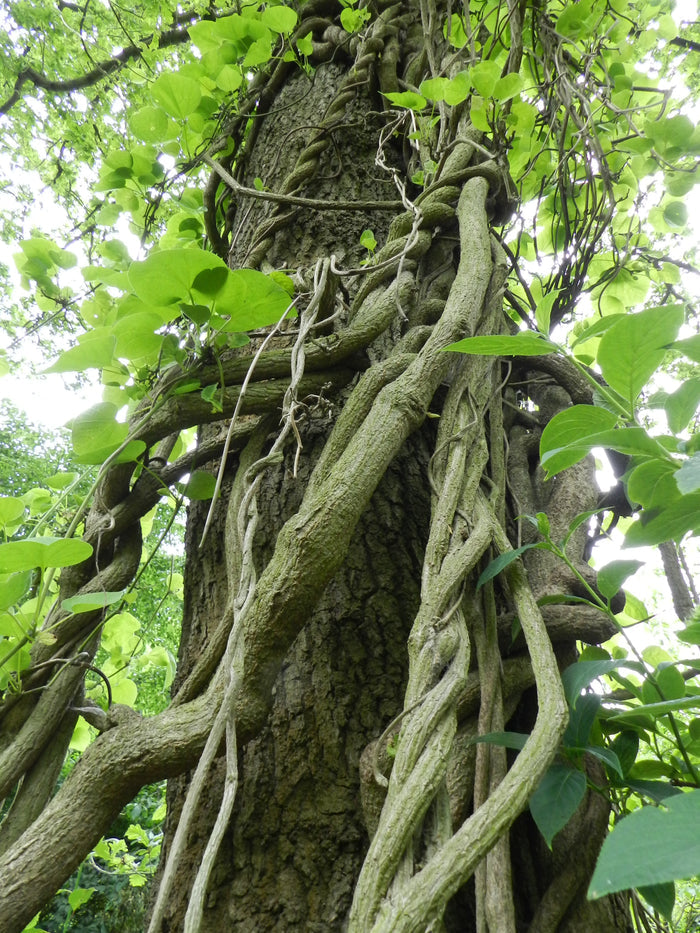 Manchurian Dutchman's Pipe  10 Seeds  Aristolochia Manchuriensis