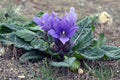 Mandrake Mandragora officinarum 5 Seeds