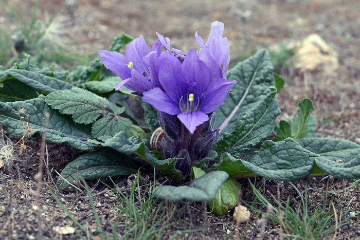 Mandrake Mandragora officinarum 5 Seeds