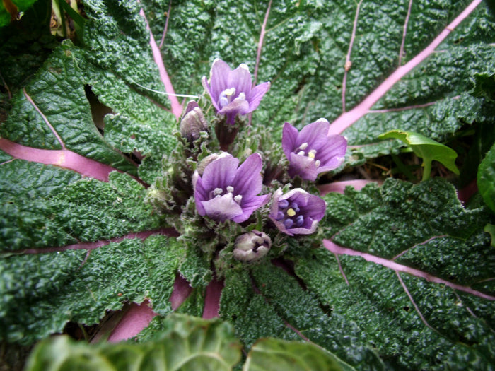 Mandrake Mandragora officinarum 5 Seeds