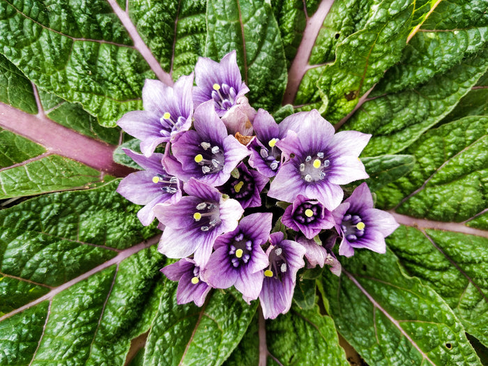 Mandrake Mandragora officinarum 5 Seeds
