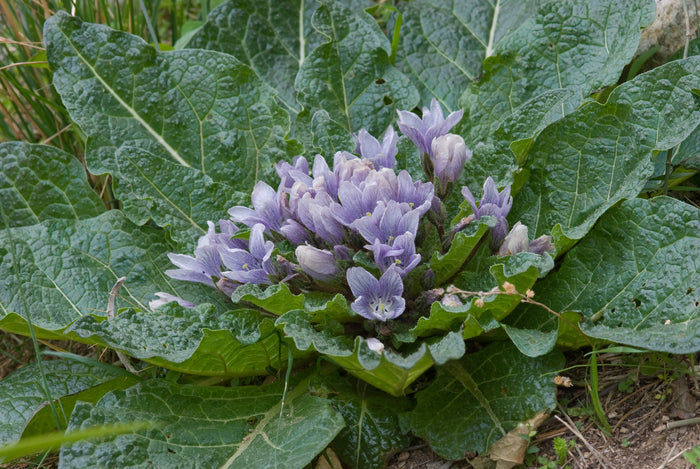 Mandrake Mandragora officinarum 5 Seeds