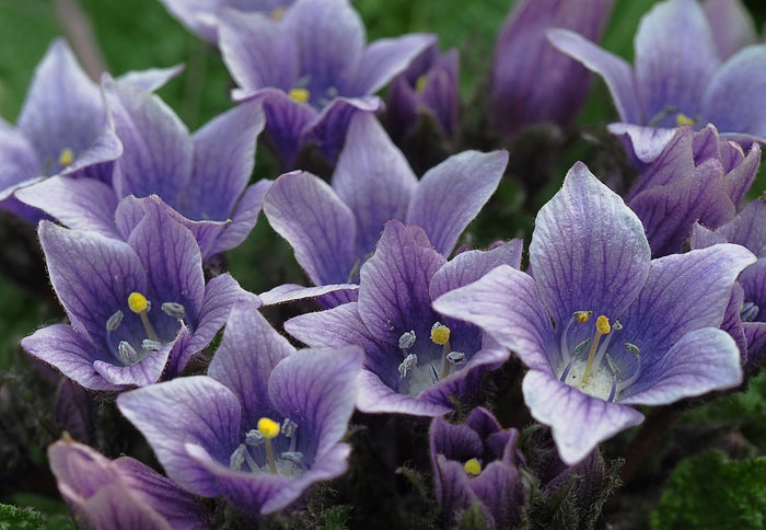 Mandrake Mandragora officinarum 5 Seeds