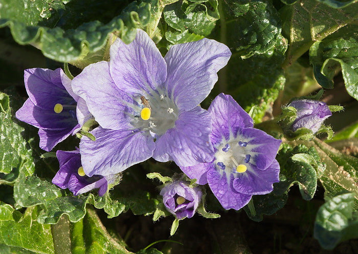 Mandrake Mandragora officinarum 5 Seeds