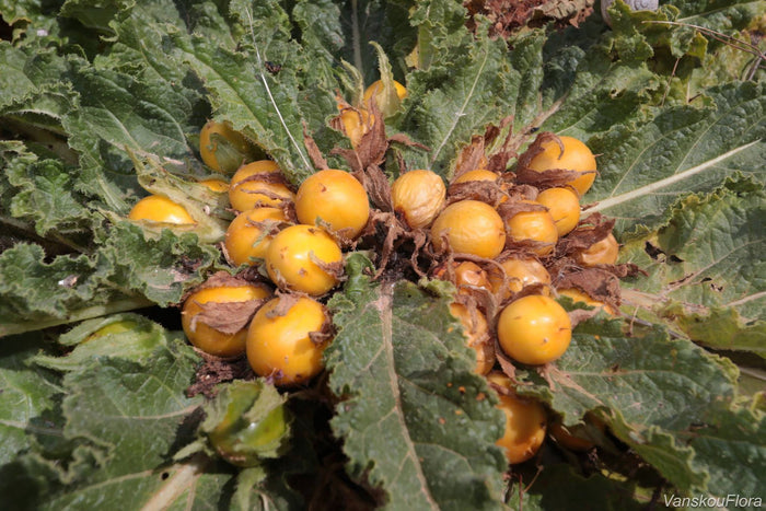 Mandrake Mandragora officinarum 5 Seeds