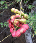 Manila Tamarind   10 Seeds   Pithecellobium dulce