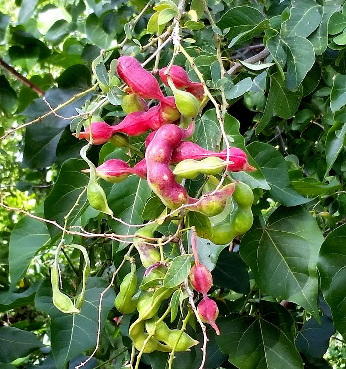Manila Tamarind   10 Seeds   Pithecellobium dulce