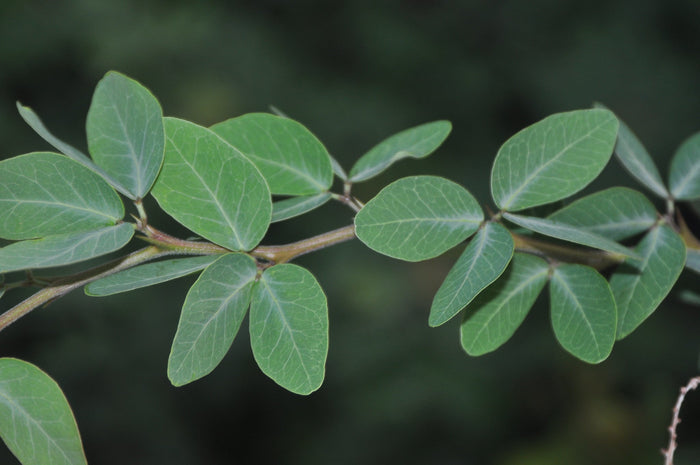 Manila Tamarind   10 Seeds   Pithecellobium dulce
