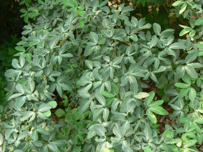 Manila Tamarind   10 Seeds   Pithecellobium dulce