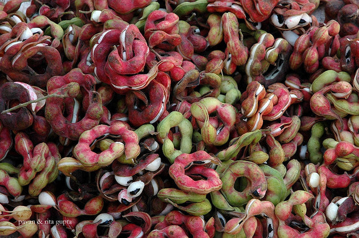 Manila Tamarind   10 Seeds   Pithecellobium dulce