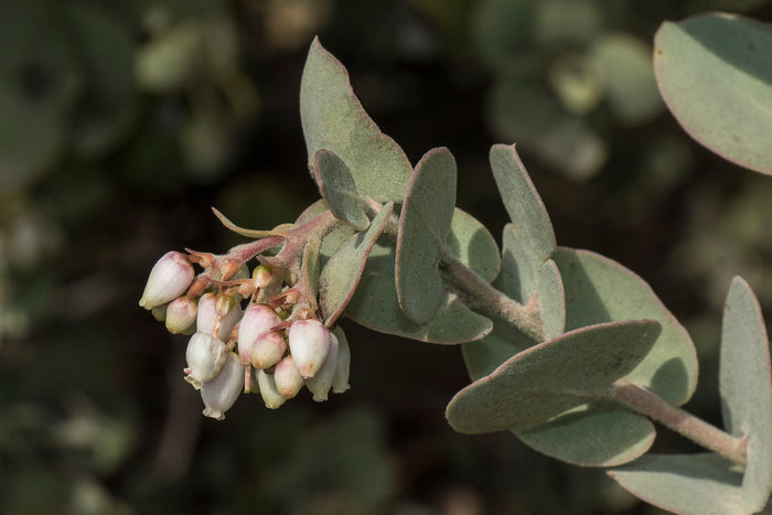 Manzanita  5 Seeds  Arctostaphylos manzanita
