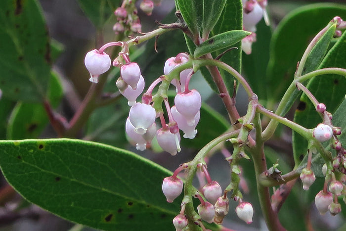 Manzanita  5 Seeds  Arctostaphylos manzanita