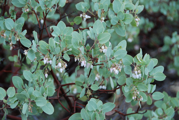 Manzanita  5 Seeds  Arctostaphylos manzanita