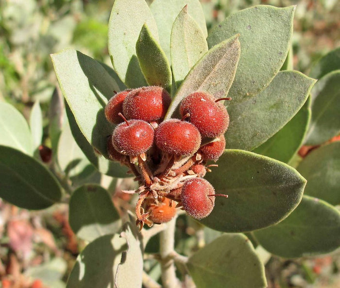 Manzanita  5 Seeds  Arctostaphylos manzanita