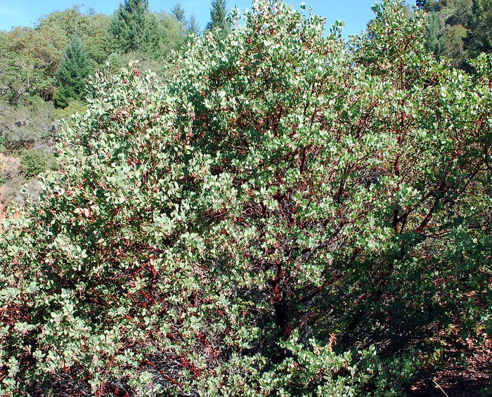 Manzanita  5 Seeds  Arctostaphylos manzanita