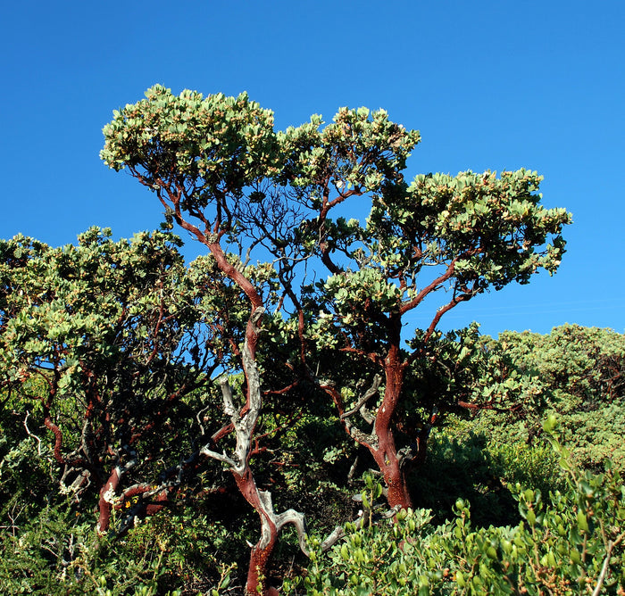 Manzanita  5 Seeds  Arctostaphylos manzanita