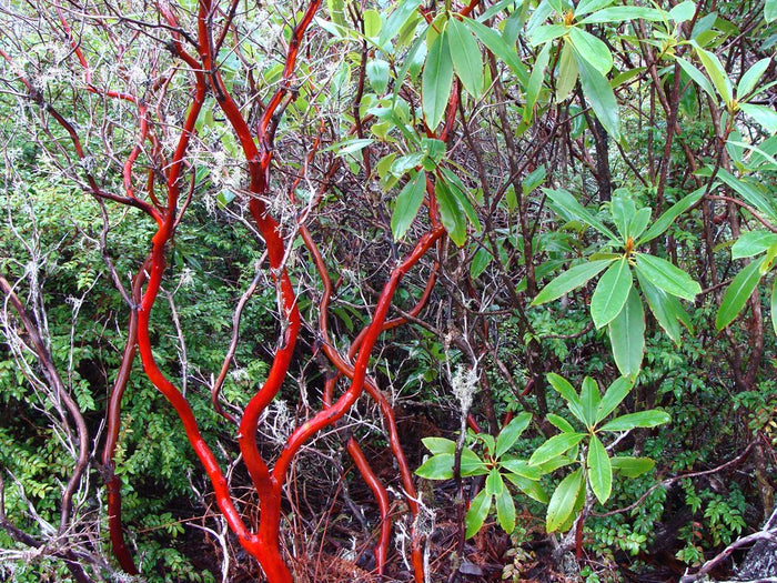 Manzanita  5 Seeds  Arctostaphylos manzanita