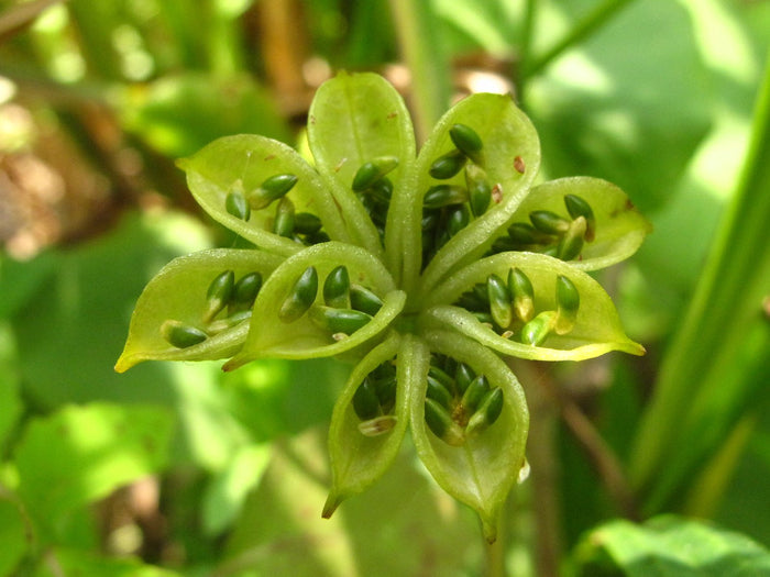 Marsh Marigold  20 Seeds  Caltha palustris