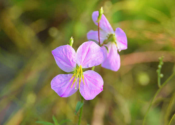 Maryland Meadow Beauty Rhexia mariana 100 Seeds