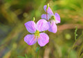 Maryland Meadow Beauty Rhexia mariana 100 Seeds