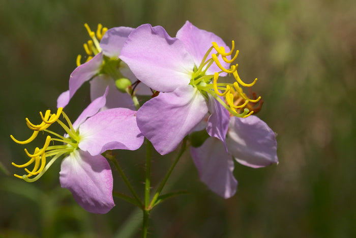 Maryland Meadow Beauty Rhexia mariana 100 Seeds