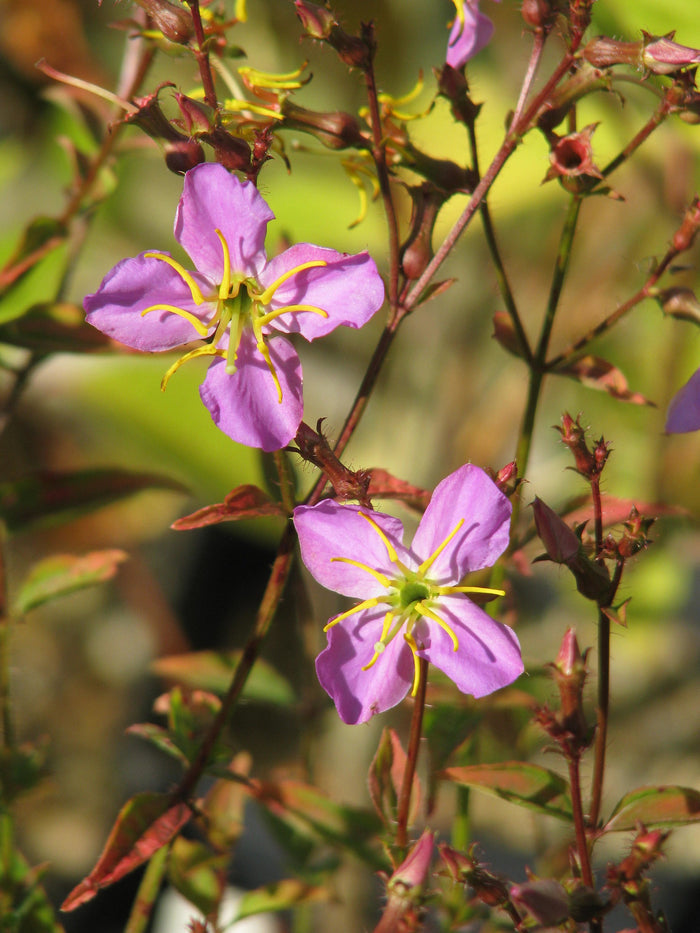 Maryland Meadow Beauty Rhexia mariana 100 Seeds