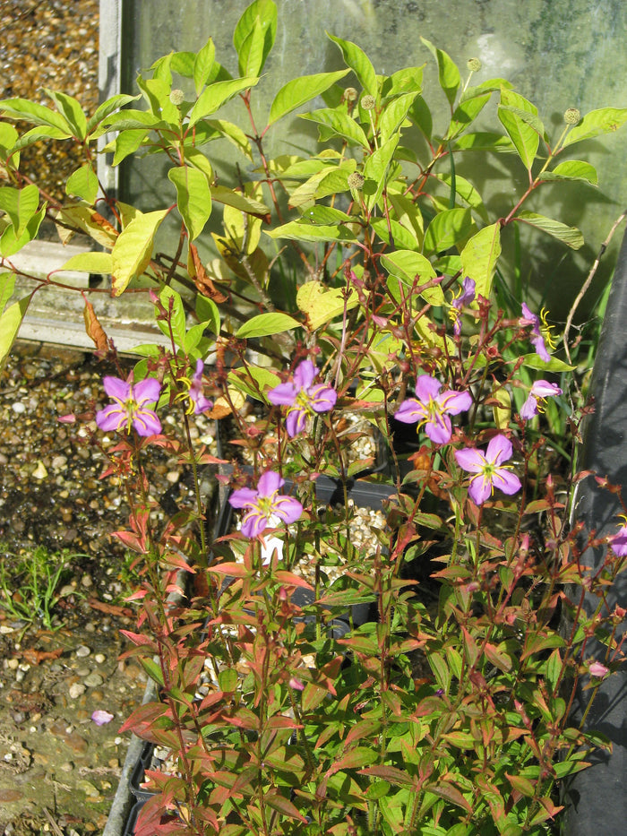 Maryland Meadow Beauty Rhexia mariana 100 Seeds
