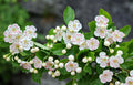 Mayflower 100 Seeds Midland Hawthorn Crataegus laevigata