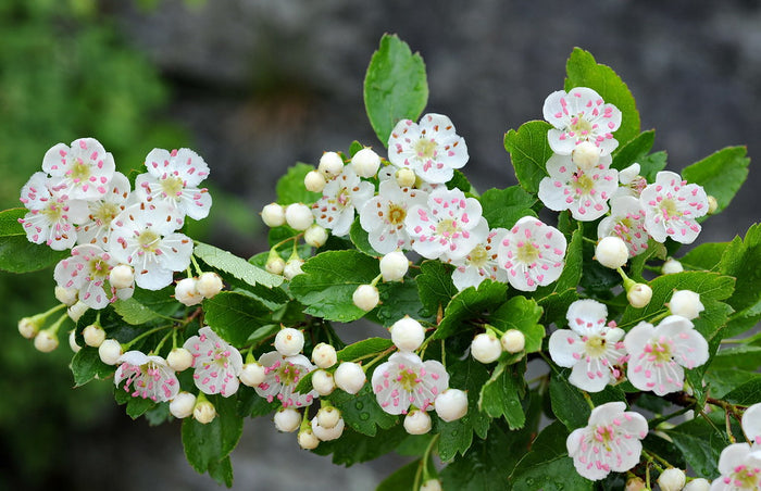 Mayflower 100 Seeds Midland Hawthorn Crataegus laevigata