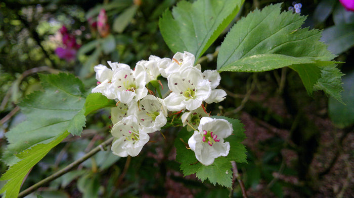 Mayflower 100 Seeds Midland Hawthorn Crataegus laevigata