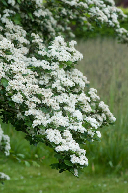Mayflower 100 Seeds Midland Hawthorn Crataegus laevigata