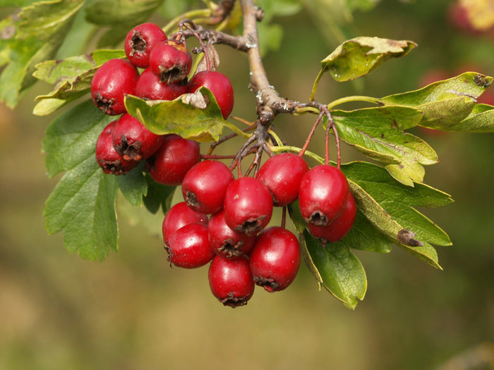 Mayflower 100 Seeds Midland Hawthorn Crataegus laevigata